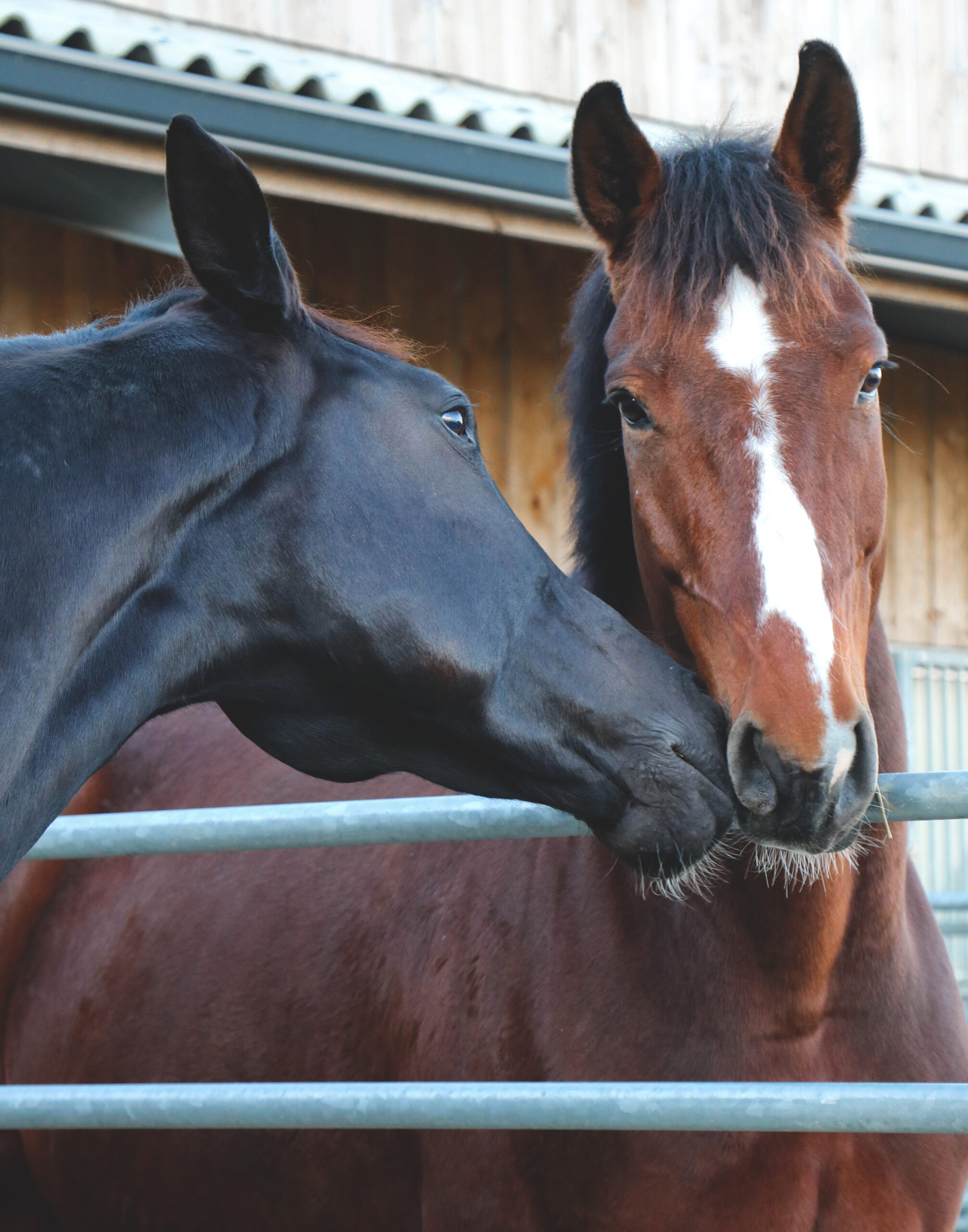 Bien être du cheval les 5 règles dor pour un animal heureux Karitale